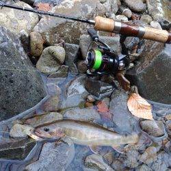 渓流ルアーシーズン開幕 ～長良川水系～